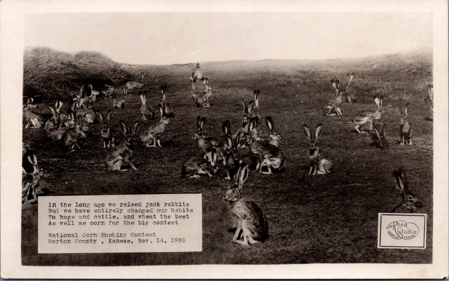 1930 RPPC Norton Kansas Jack Rabbits Reed Studio Corn Husking Contest Poem