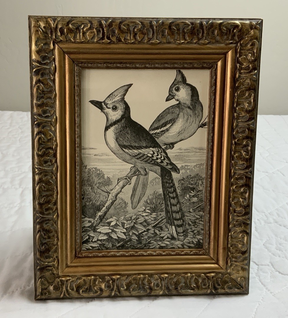 Antique Victorian Ephemera Framed, Children’s Book Illustration, Birds, 1800’s