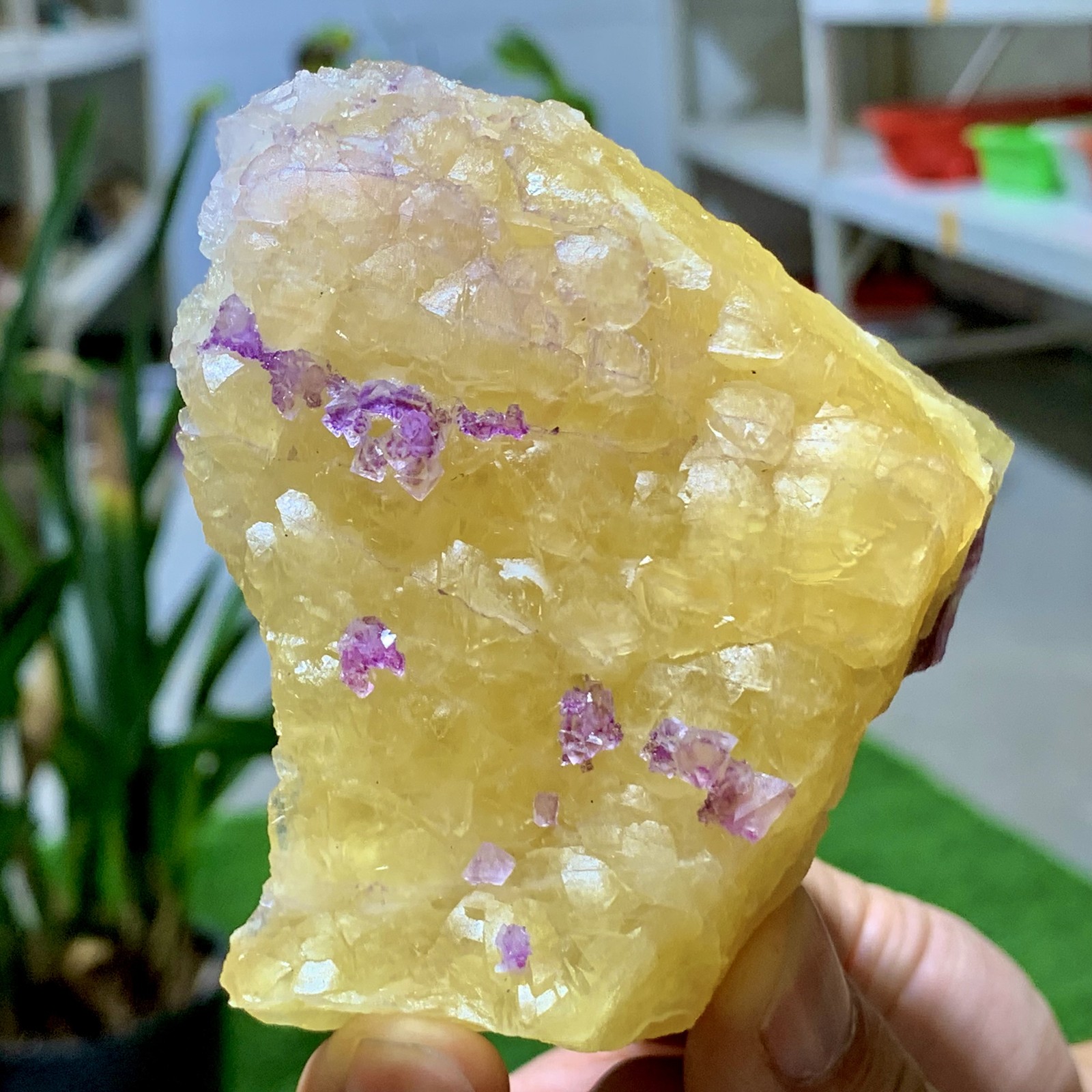 310G Natural yellow purple cubic fluorite mineral crystal /Zhejiang, China