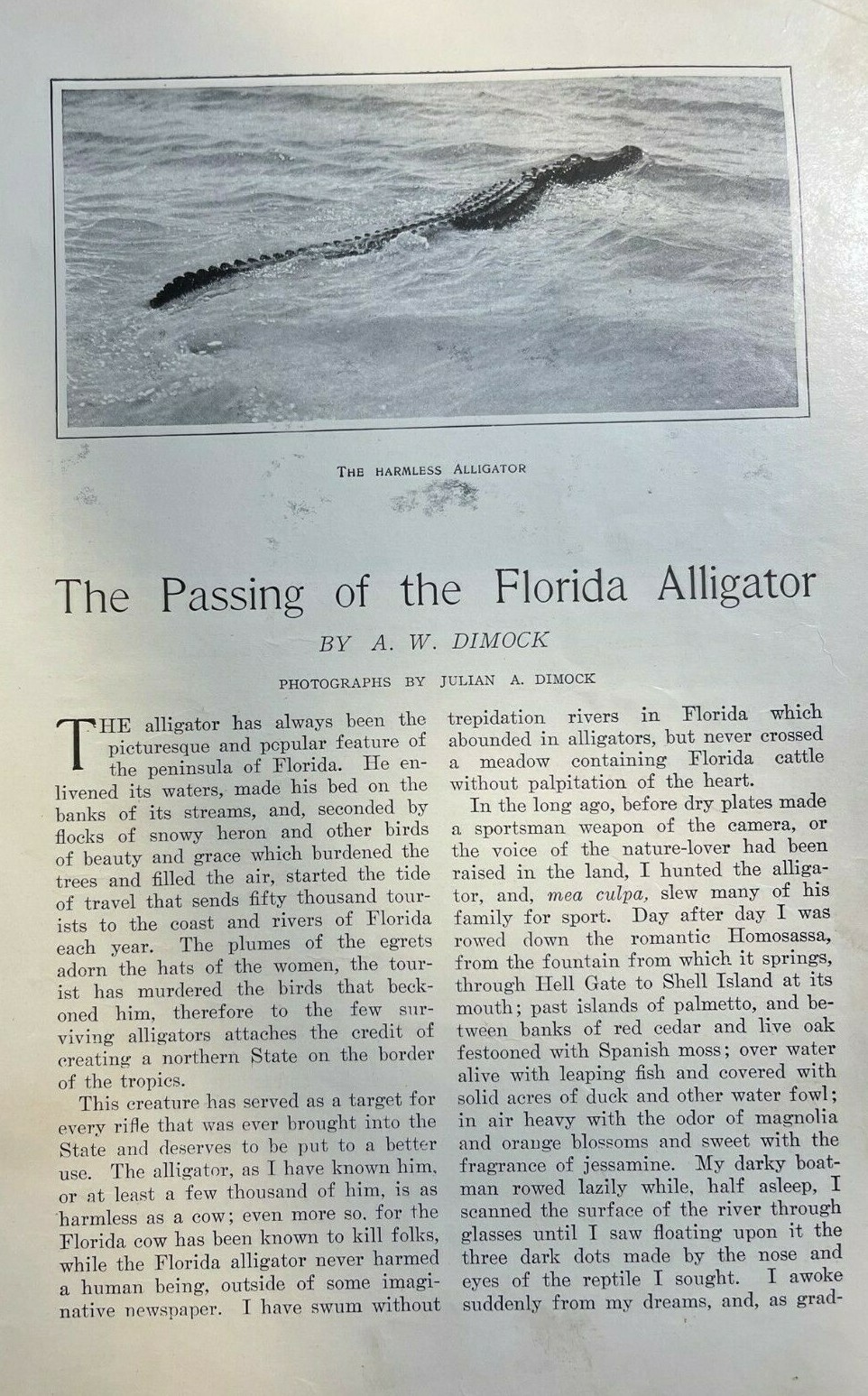 1908 Catching Alligators in Florida illustrated