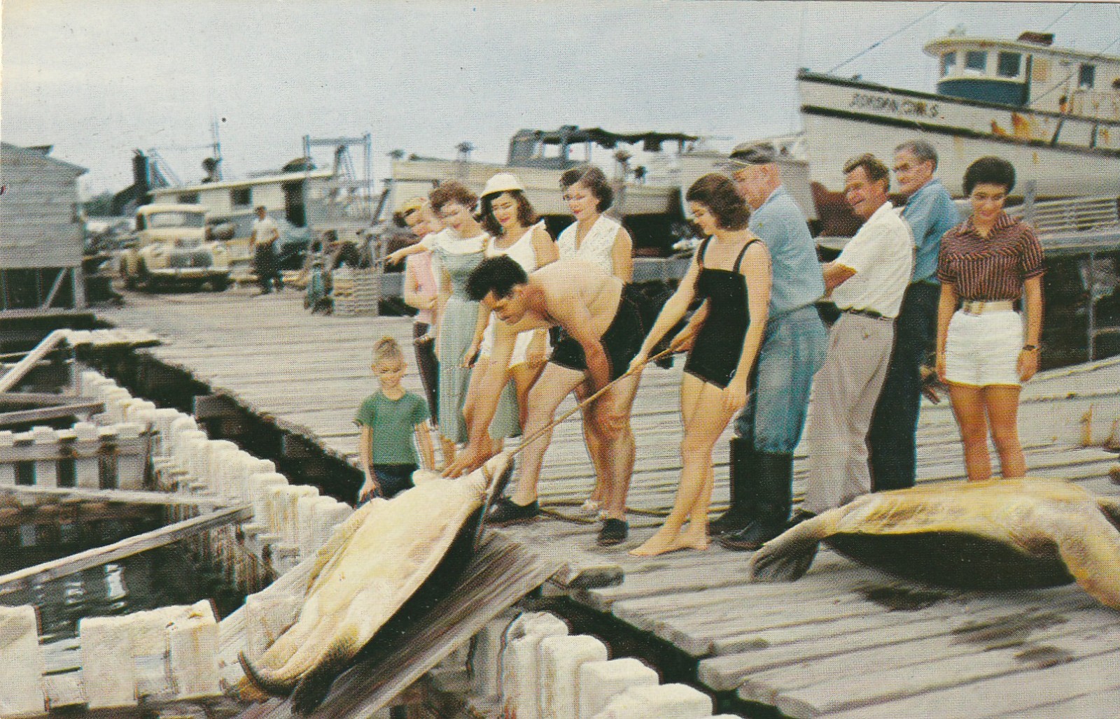 Turtle Crawls Key West FL Visitors to this beautiful island city postcard A 7330