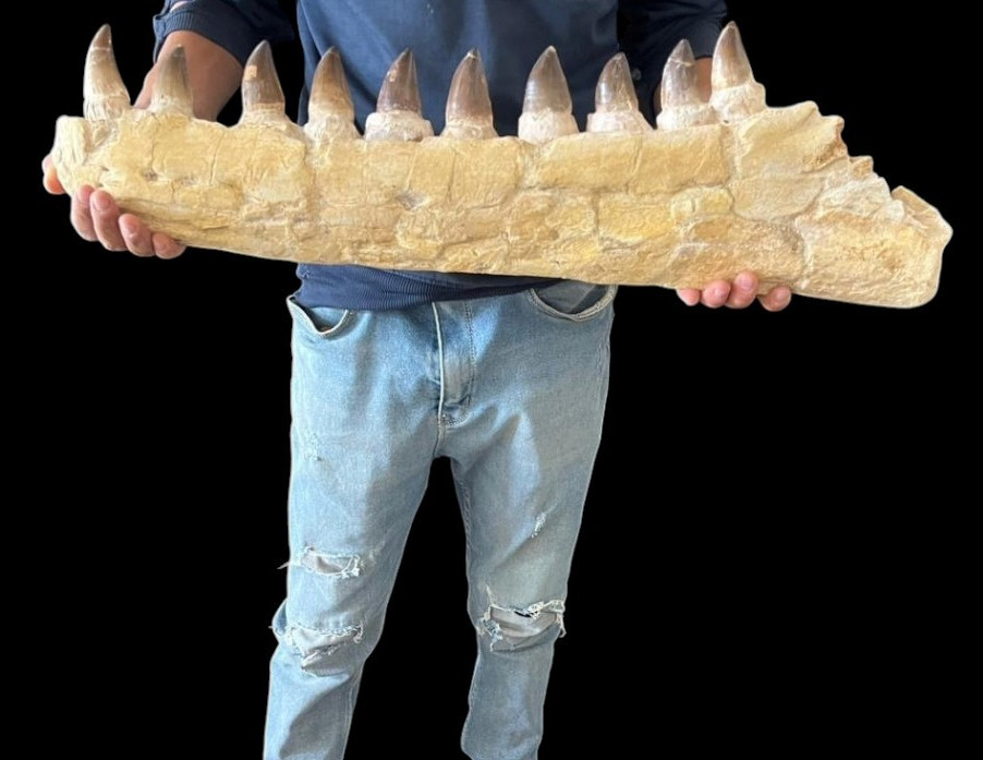 Mosasaur Jaw Specimen from Morocco, partial Mosasaurs skull Dino jaw fossil