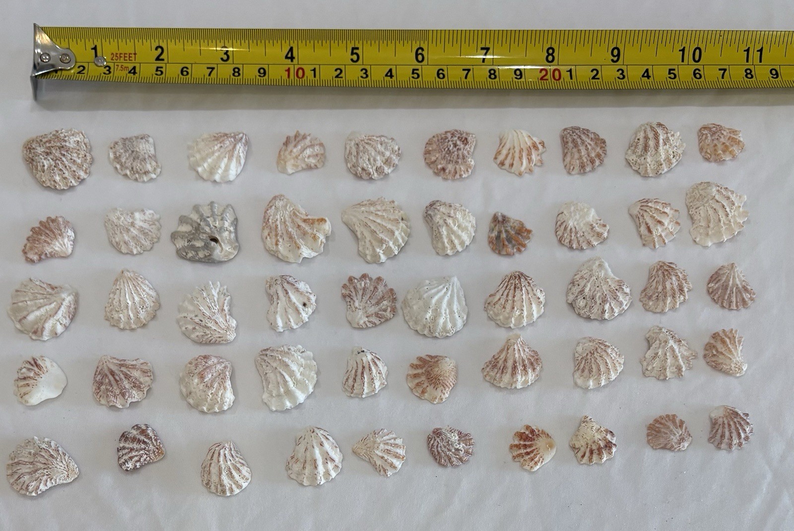 50 - KITTENPAW KITTY PAW  FLORIDA ATLANTIC KITTEN PAW SEASHELLS LOT 50