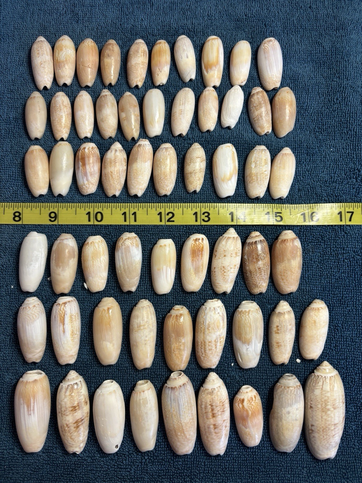 60 Sanibel Island Olive Sea Shells.  Great For Crafting & Collecting