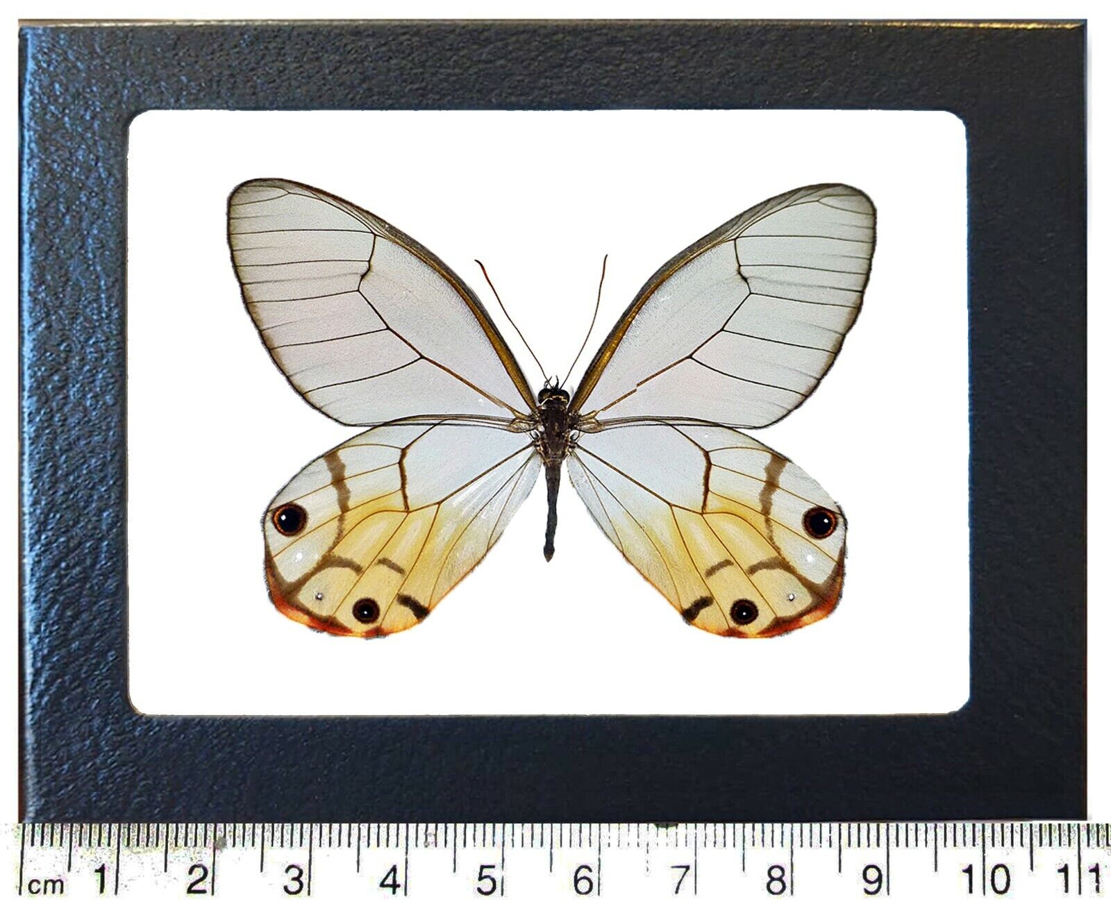 Haetera piera yellow clear wing butterfly Peru framed
