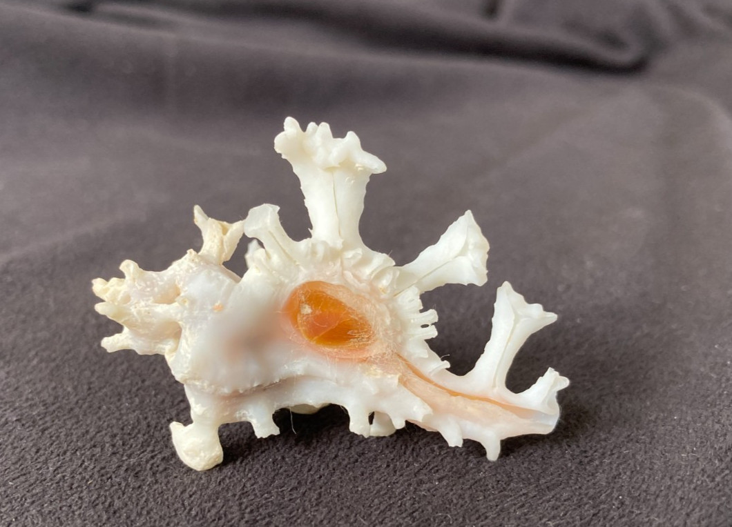MURICIDAE Homalocantha Anatomica 47.3mm Cebu, Philippines
