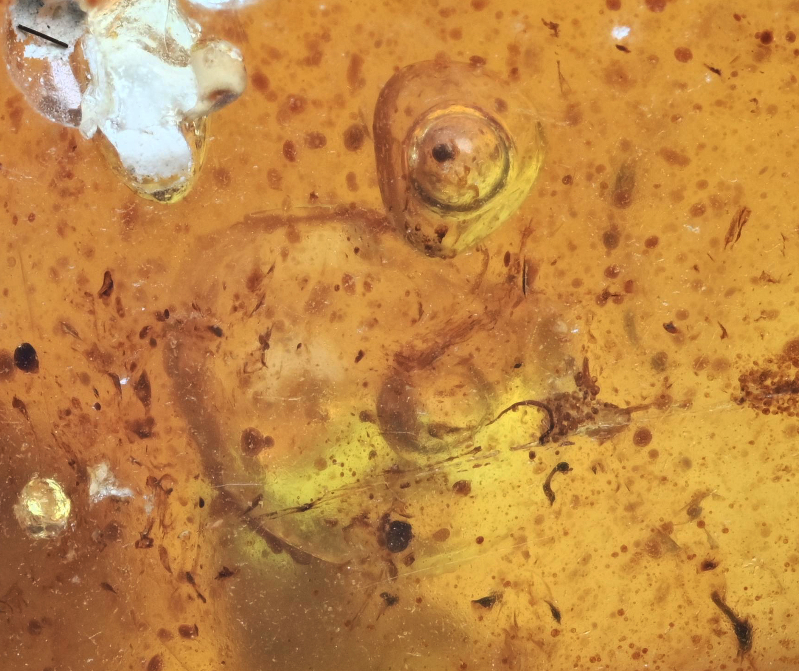 Movable Water Bubble (Enhydro), Fossil inclusion in Burmese Amber