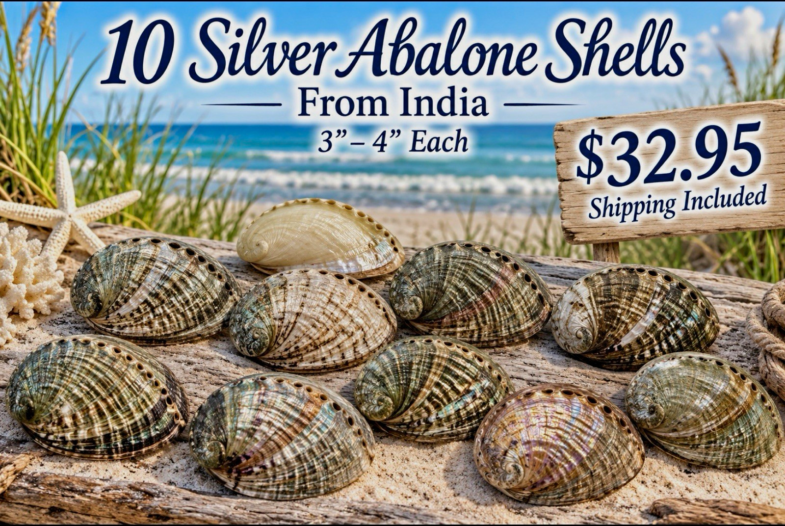 10 Genuine Silver Abalone Seashells 3-4” Natural Mother of Pearl Craft Decor