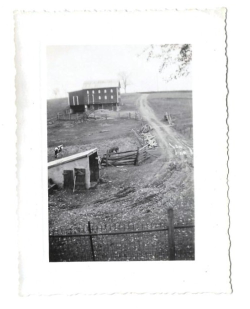 Vintage 1942 B&W Small Photo Farm Barn Cows Dirt Road Landscape Country Life