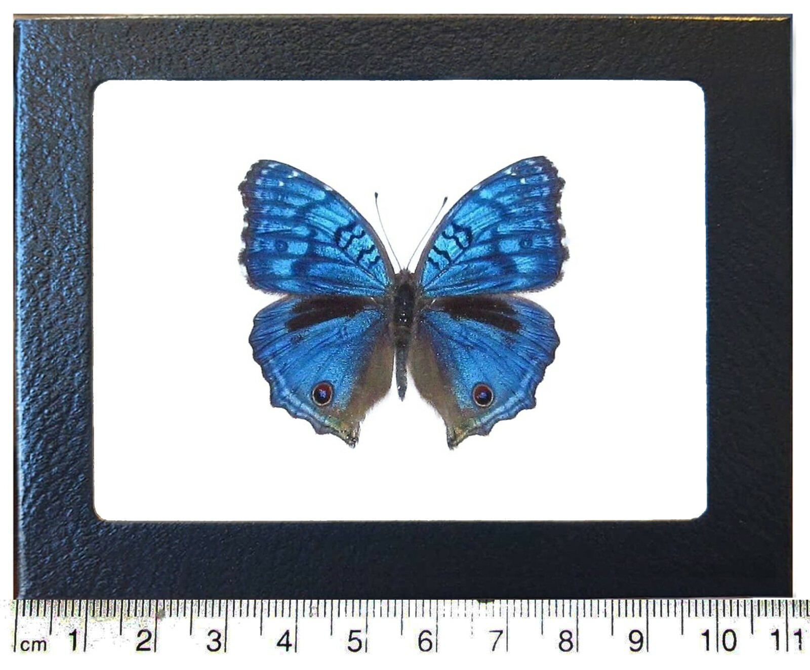 Precis rhadama MALE blue buckeye butterfly Africa FRAMED