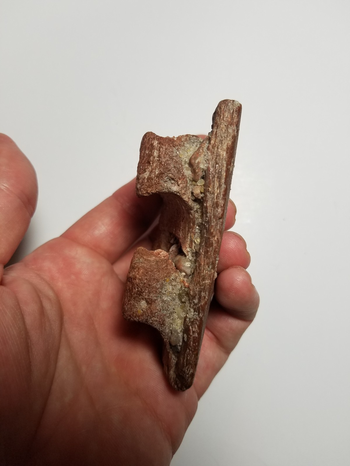 Large Spinosaurus Carcharodontosaurus Jaw Bone Tooth Cretaceous Dinosaur Fossil Large Spinosaurus Carcharodontosaurus Jaw Bone Tooth Cretaceous Dinosaur Fossil