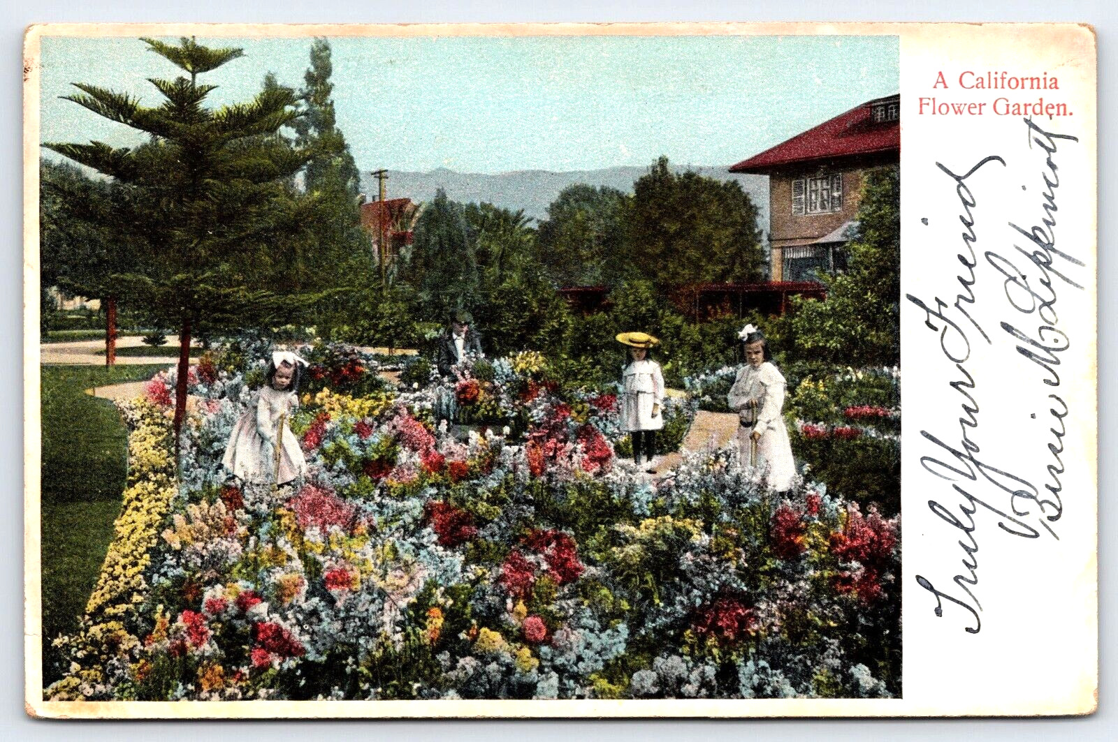 Original Old Vintage Antique Postcard California Flower Garden People 1909