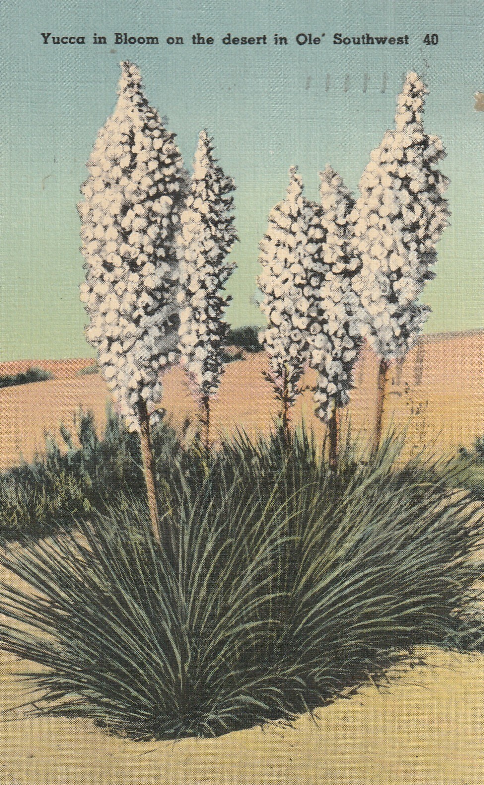 1941 P.M. Tucson Ariz. to Dr. Margaret Gilmore, East Aurora, N.Y., Yucca , 1482