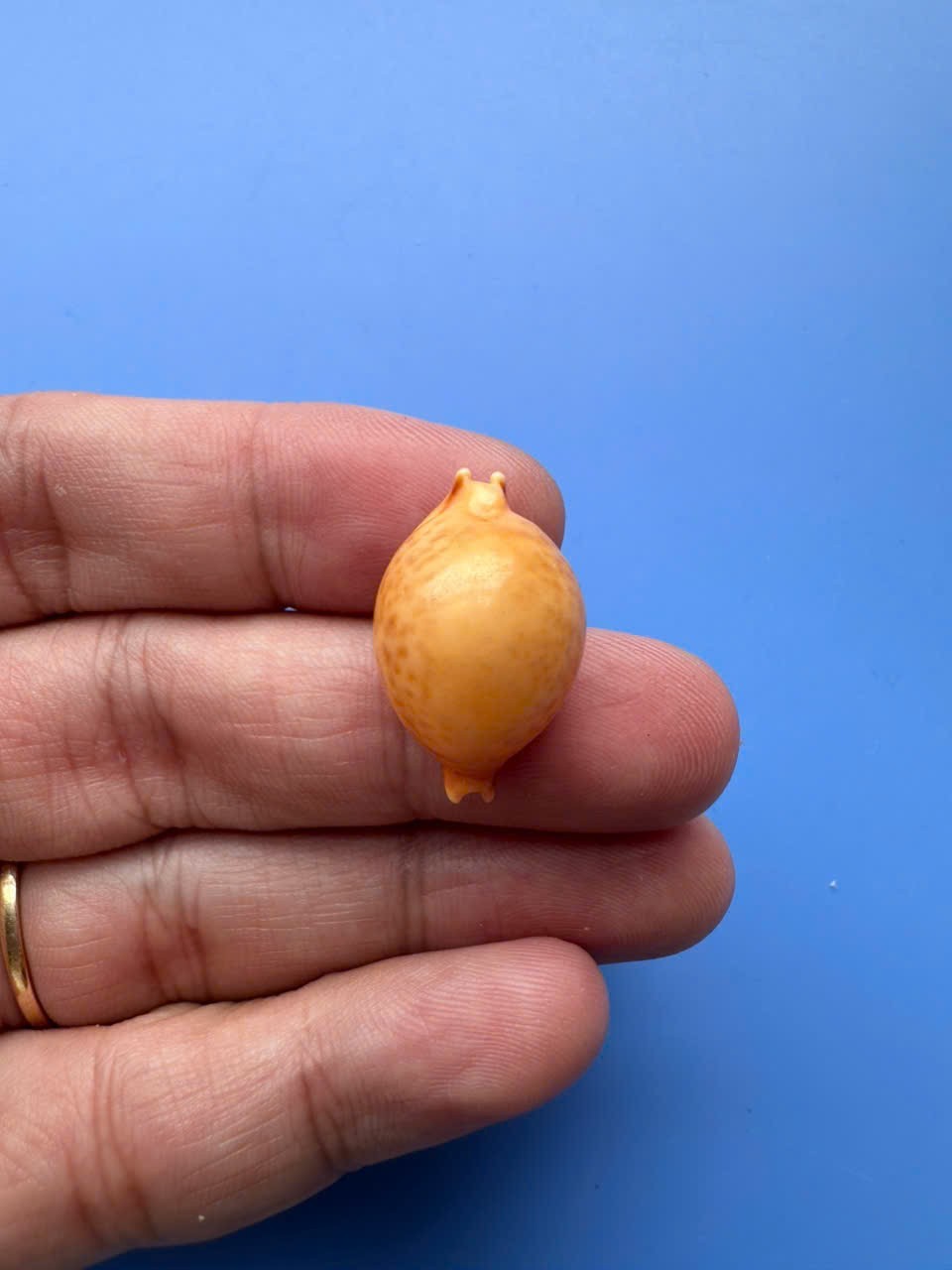 23.8mm | Pustularia globulus |F+++ GEM | GIANT| Nice shell 23.8mm | Pustularia globulus |F+++ GEM | GIANT| Nice shell