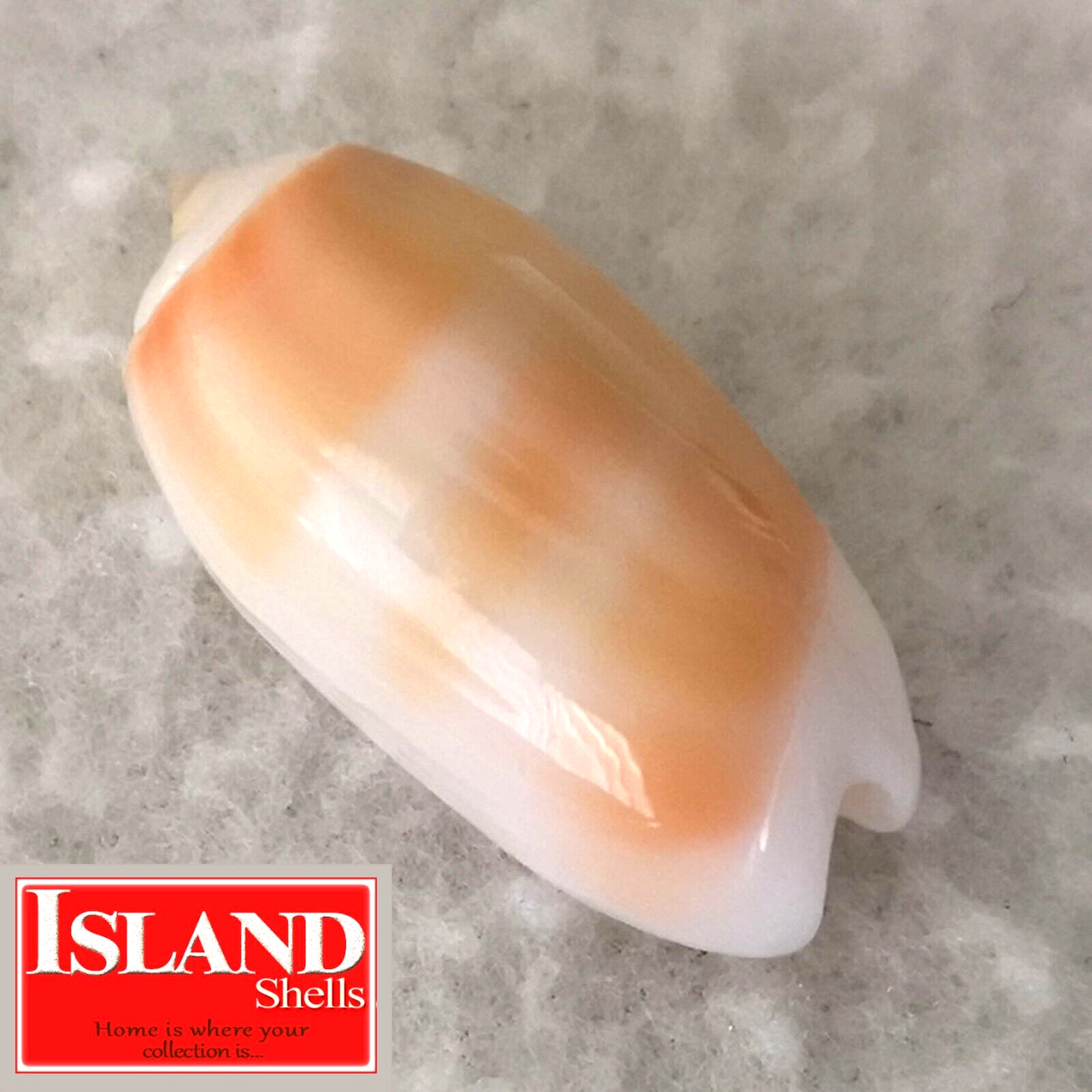 Oliva carneola f. noumeensis #6  23.0mm GEM GORGEOUS BEAUTY from New Caledonia