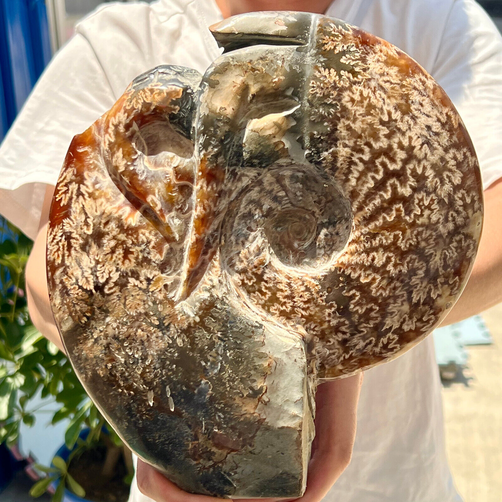 5.1LB Natural Beautiful Ammonite Fossil Conch Crystal Specimen Healing