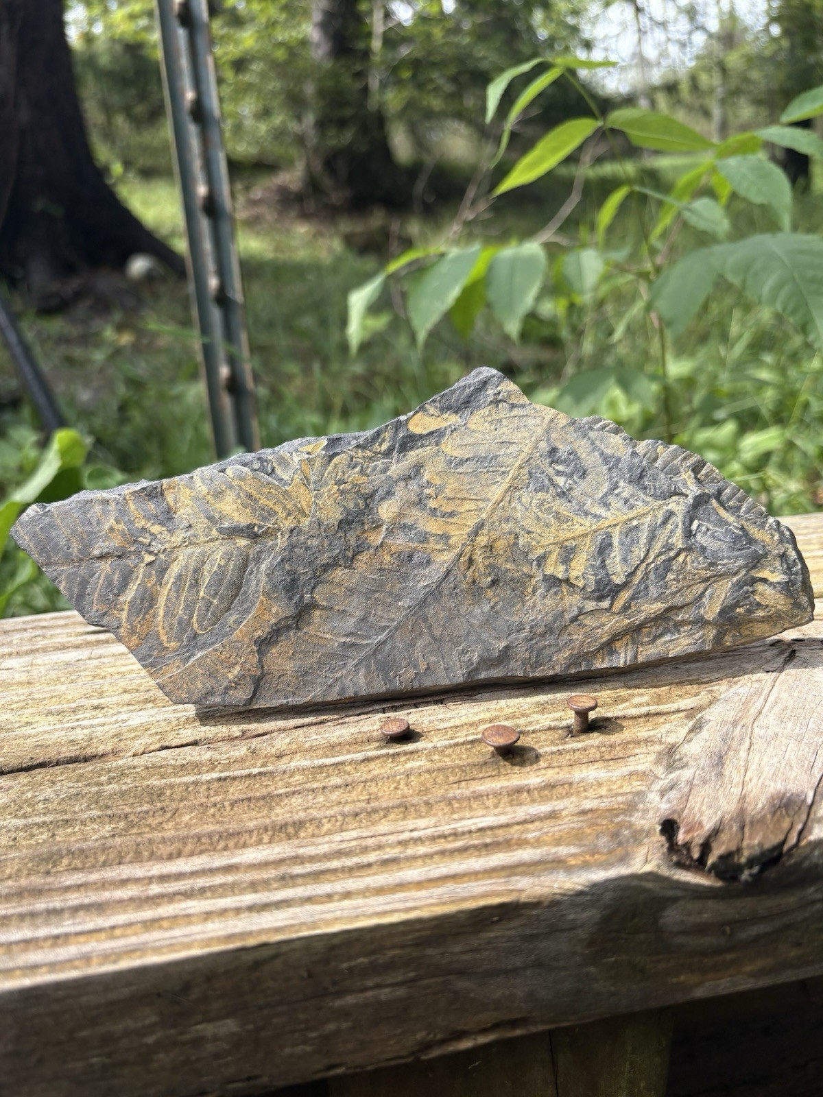 Large Fern Fossil Specimen- Natural 7” Fern Leaves Fossil Shale Impression Slab