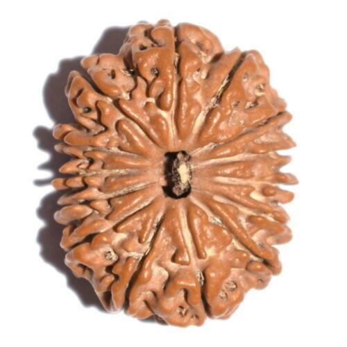 14 Fourteen Mukhi Rudraksha Nepal Origin Lab Certified A+ Quality Energized