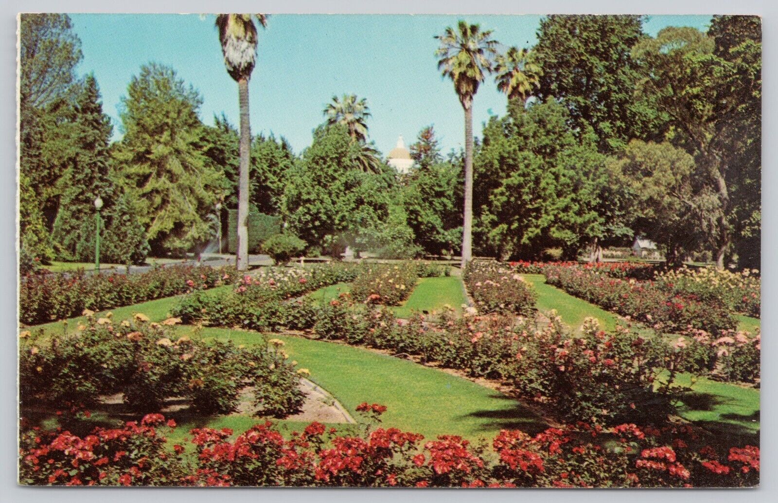 Sacramento California, Capitol Park Flowers Palms, Vintage Postcard
