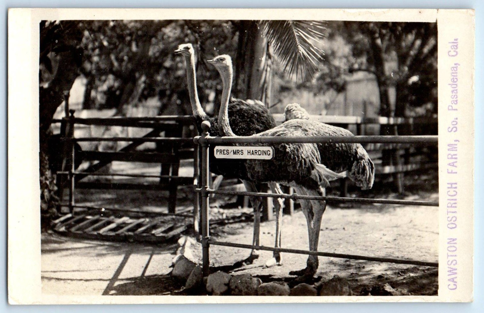 c1910\'s Cawston Ostrich Farm So. Pasadena California CA RPPC Photo Postcard