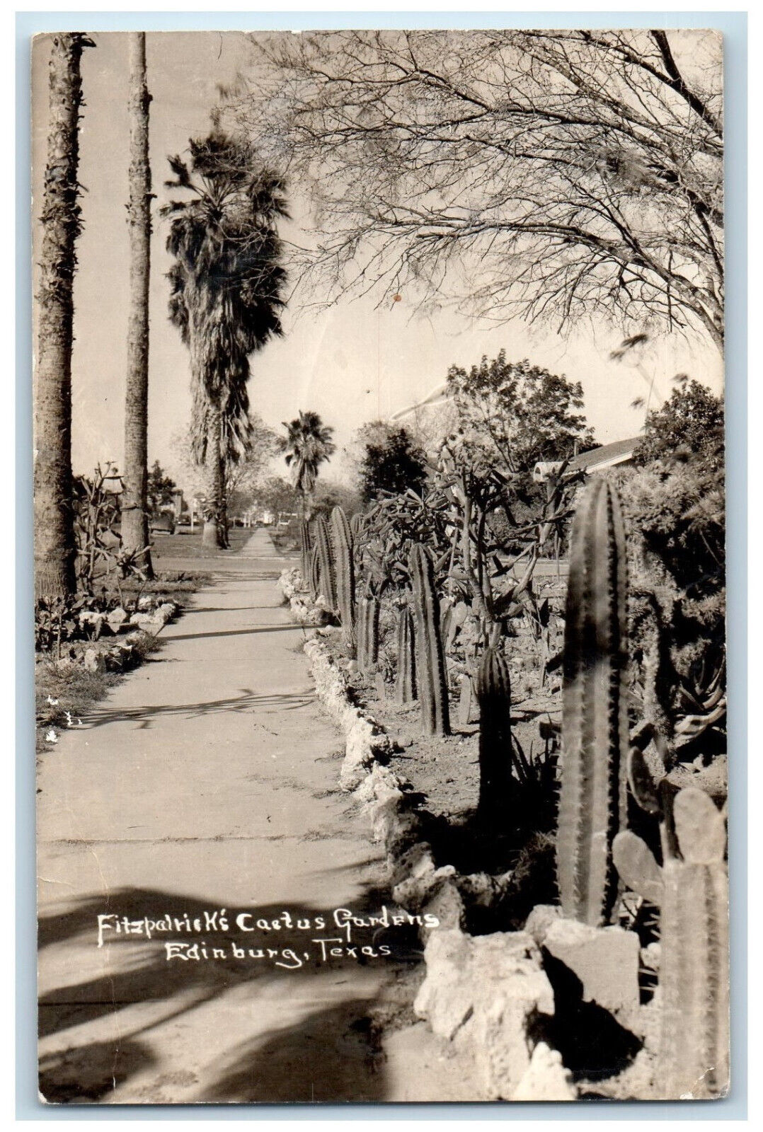 Edinburg Texas TX RPPC Photo Postcard Fitzpatricks Cactus Gardens c1940\'s