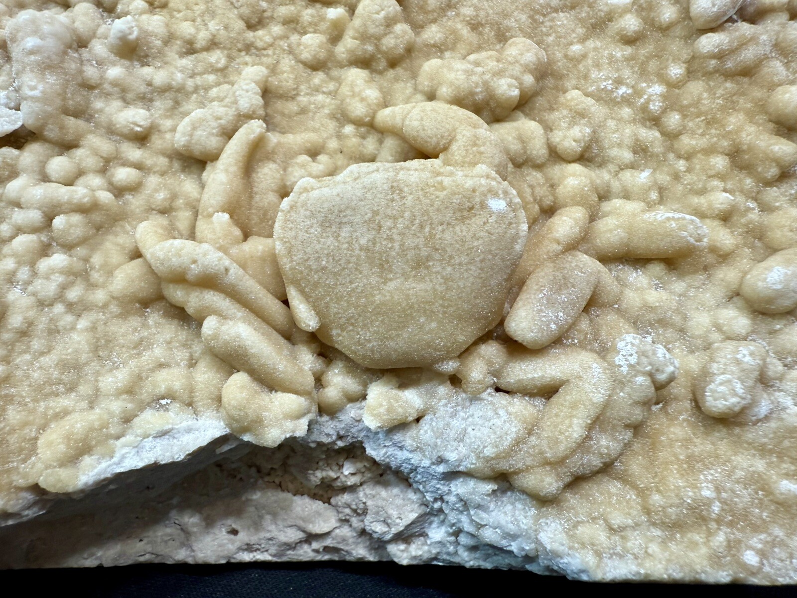 Large Stunning Mineralized Potamon Crab Fossil In Travertine