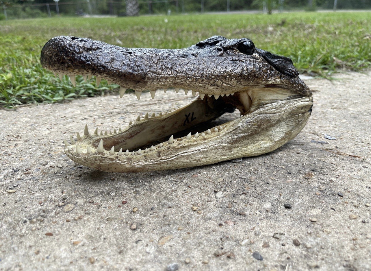 XL American Alligator Head 9-10” Genuine Louisiana