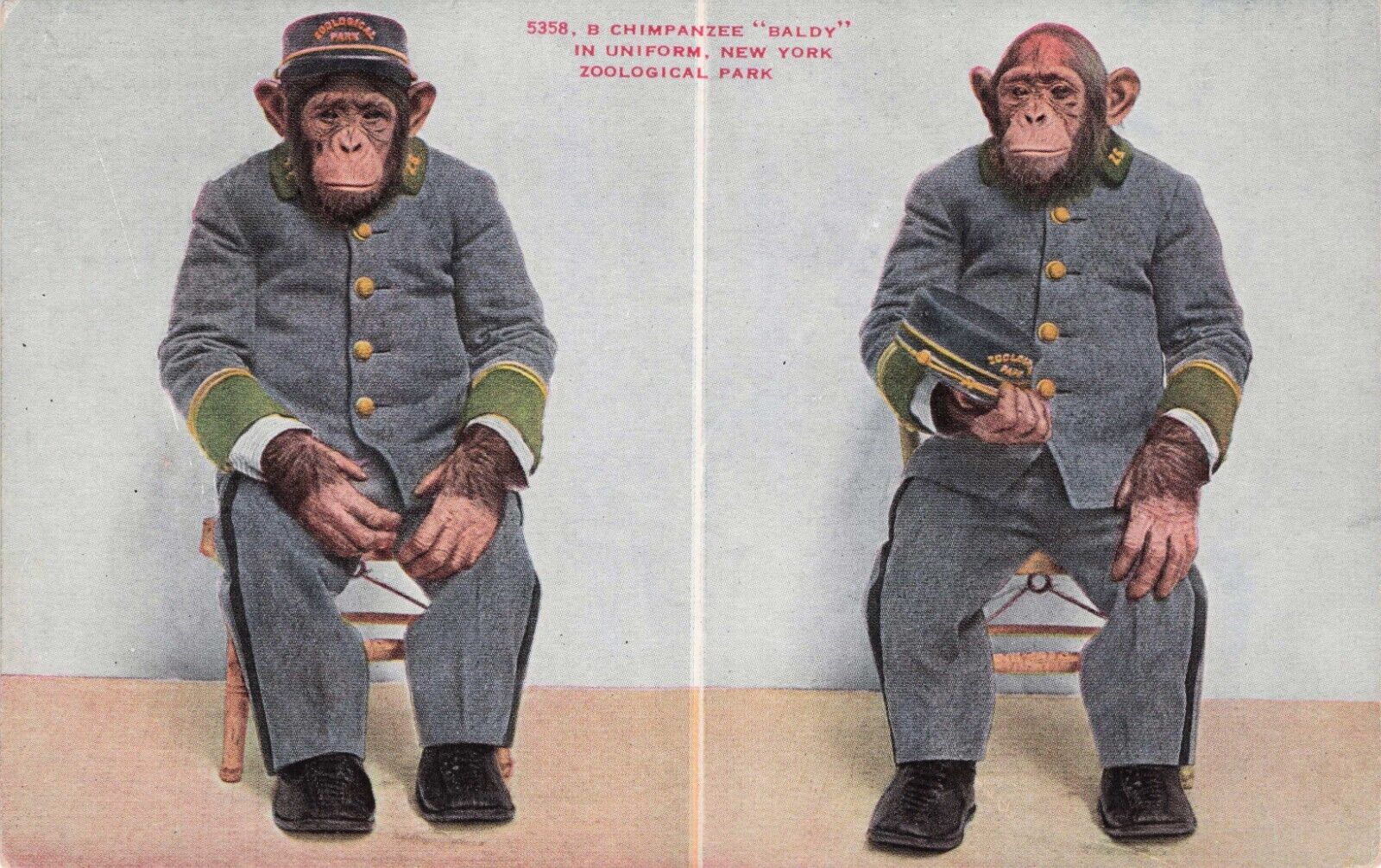 Vintage Postcard New York City New York Zoo Chimpanzee Baldy in Uniform 547