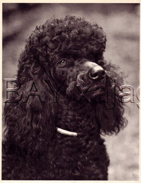 DOG Poodle Standard Black Portrait, Quality Vintage 1941 Print