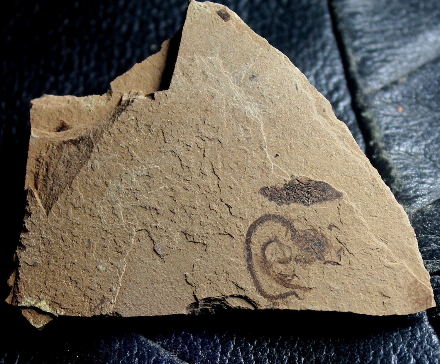 Argentinidae - Oligocene fossil fish