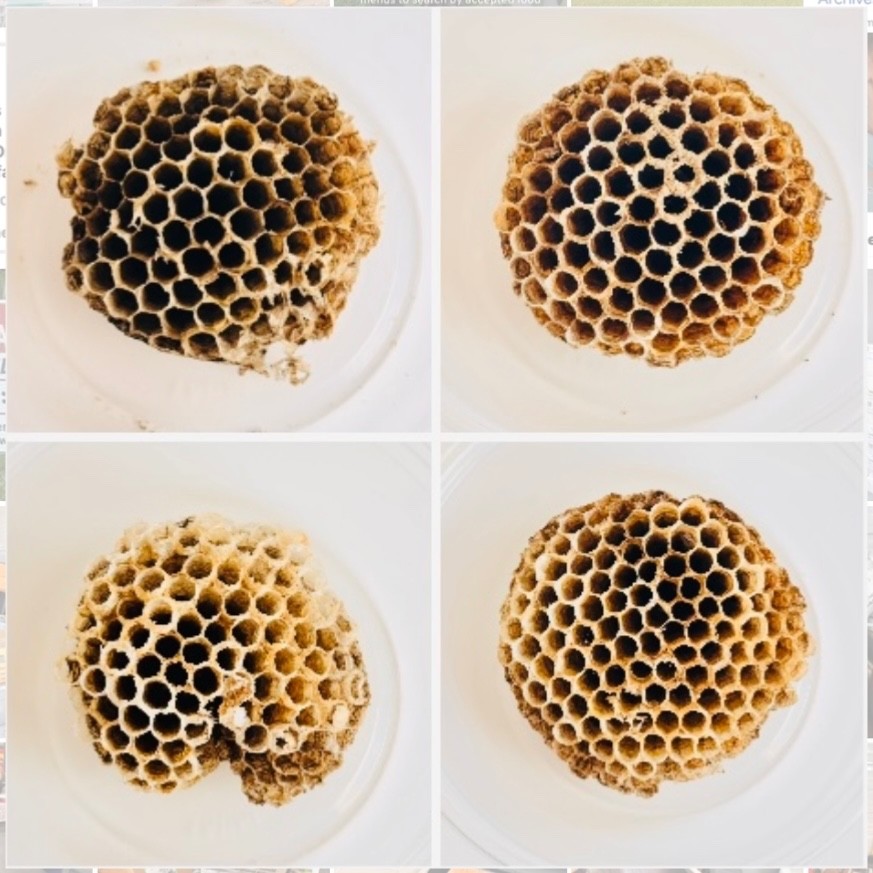 PAPER NEST Yellowjacket Wasp 4 ct lot natural entomology decor from Michigan