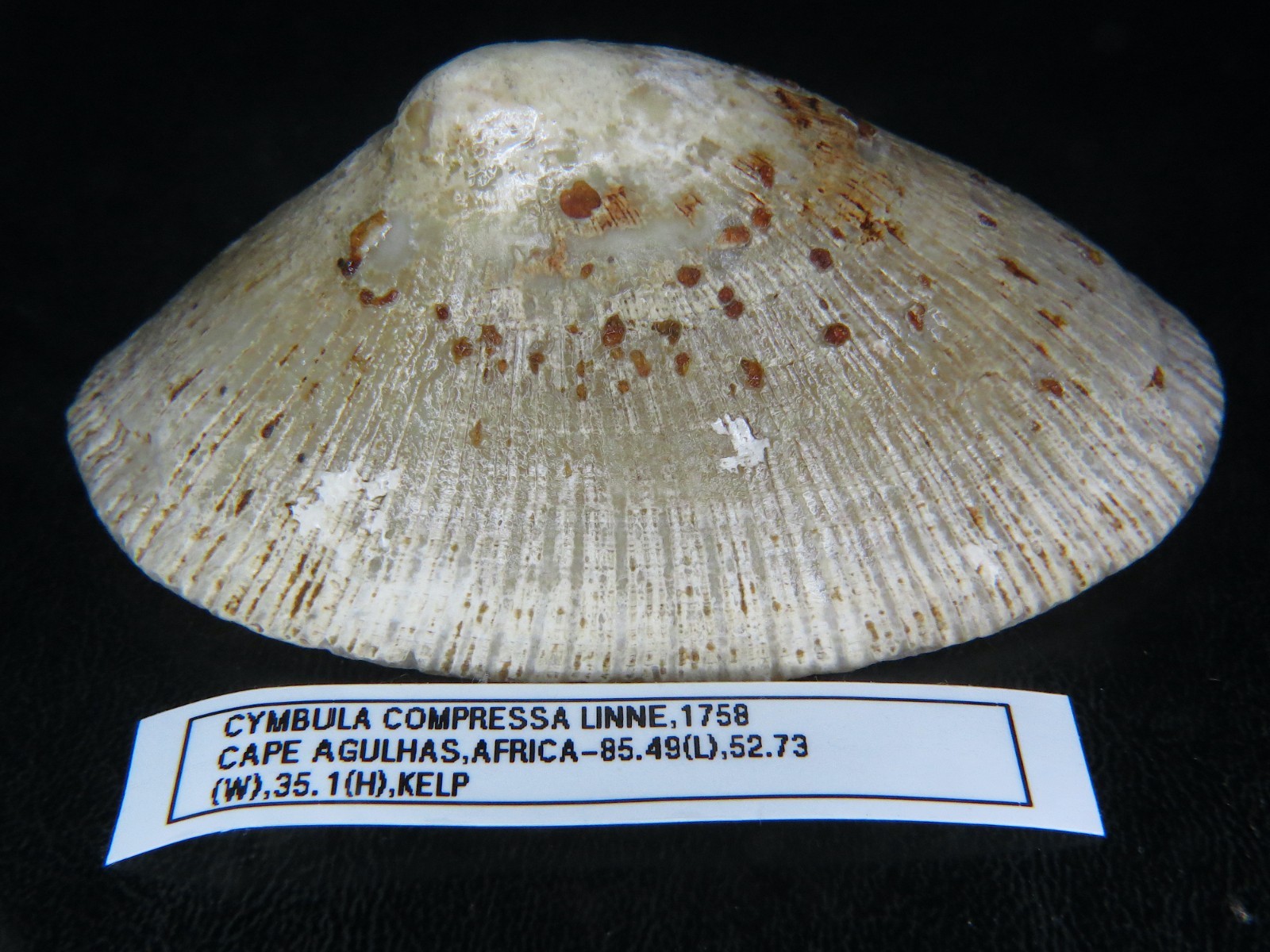 CYMBULA COMPRESSA:GIANT BEAUTY BIGGEST EVER ON EBAY 85.49MM X 52.73MM X 35.1MM