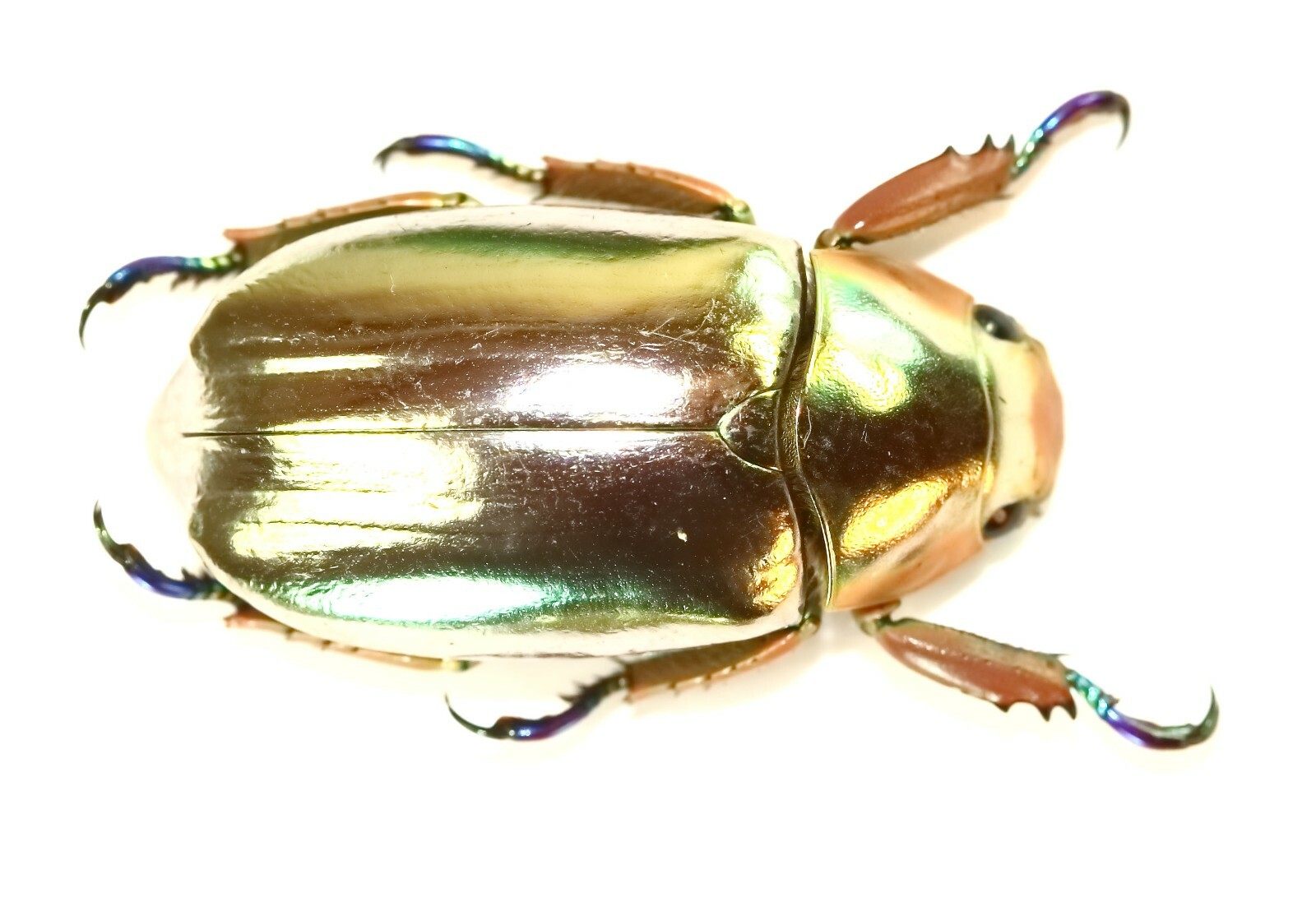 COLEOPTERA, RUTELINAE, CHRYSINA CHRYSARGIREA from COSTA RICA