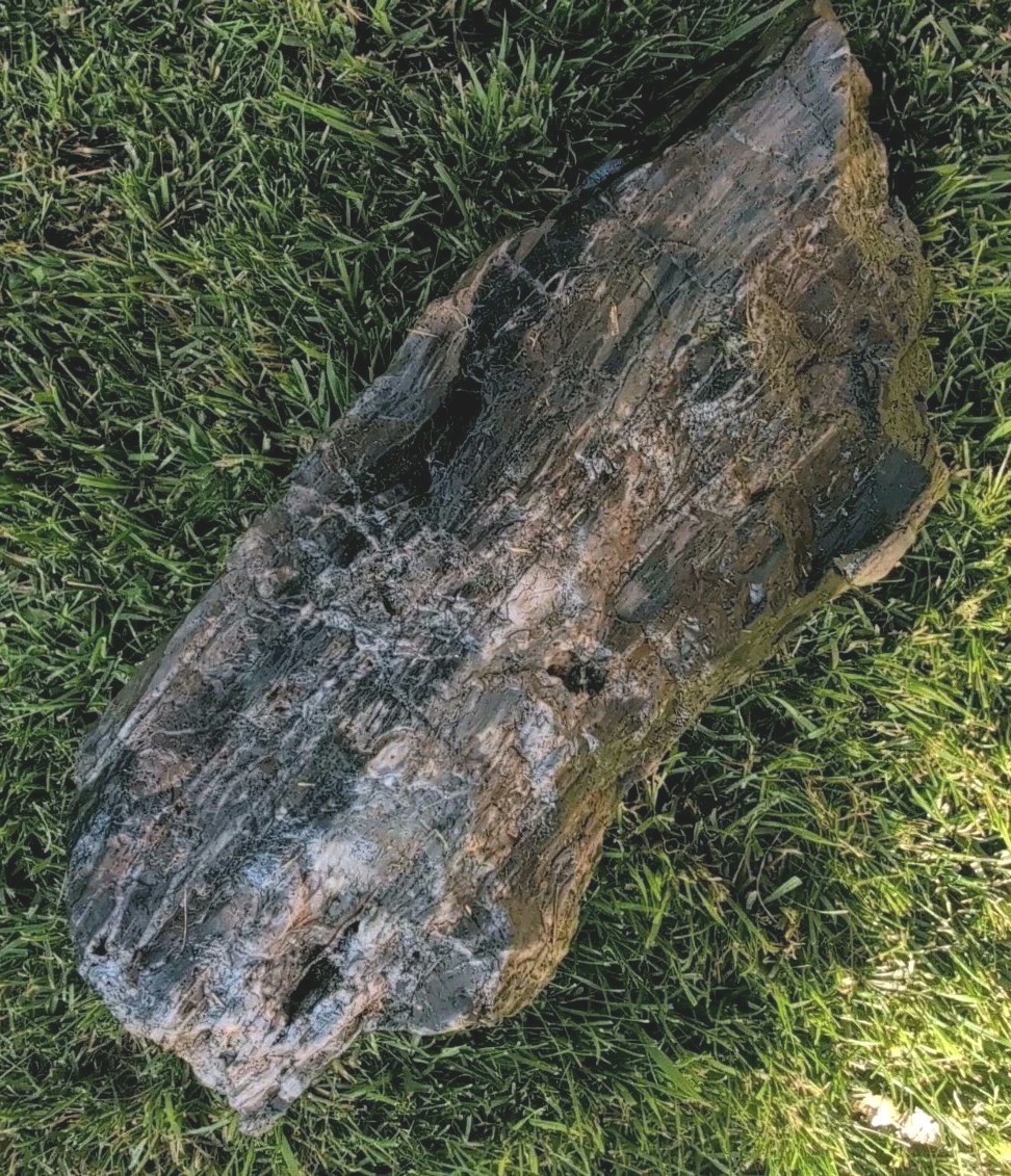  Large Petrified Wood Museum Grade 