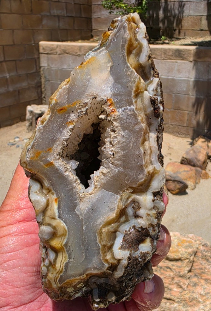 Limb Cast With Pseudomorphs Rough Specimen 5.5\