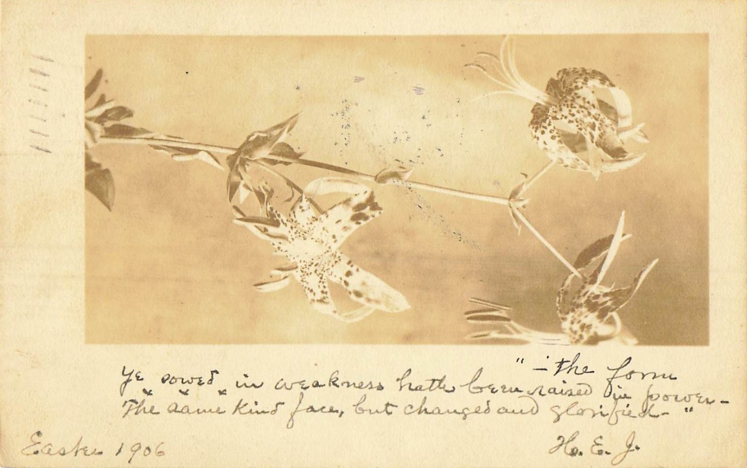 1906 Berkeley CA Real Photo Postcard Easter Tiger Lily Flower Quote Rppc