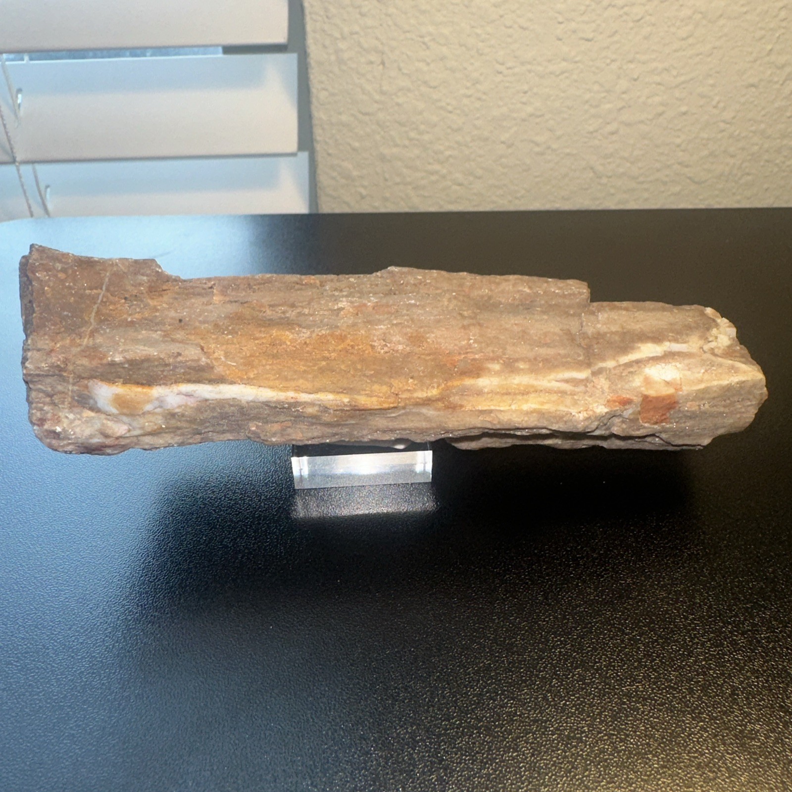 West Texas Petrified Wood Specimen - Opalized / Agatized - Great For Lapidary