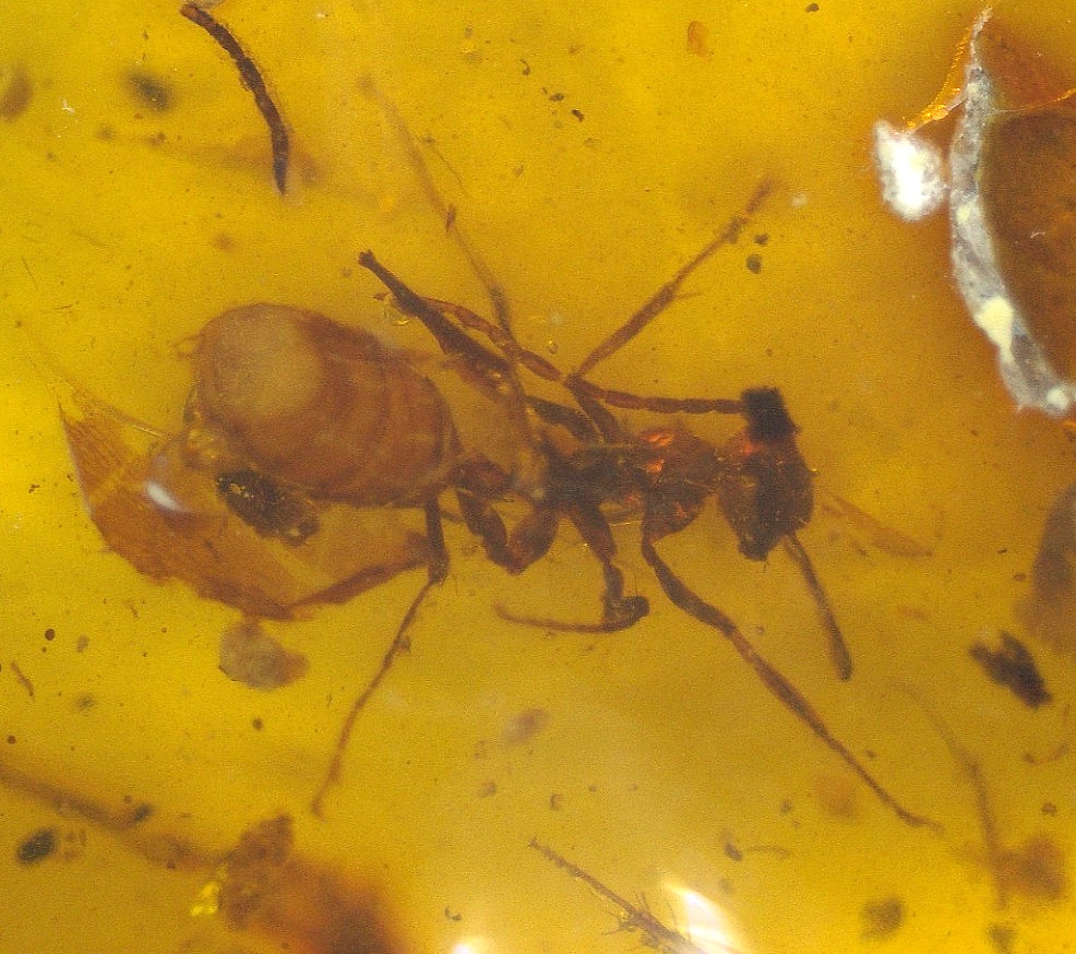 Nice Cretaceous Worker Ant in Burmese Amber Fossil Dinosaur Age