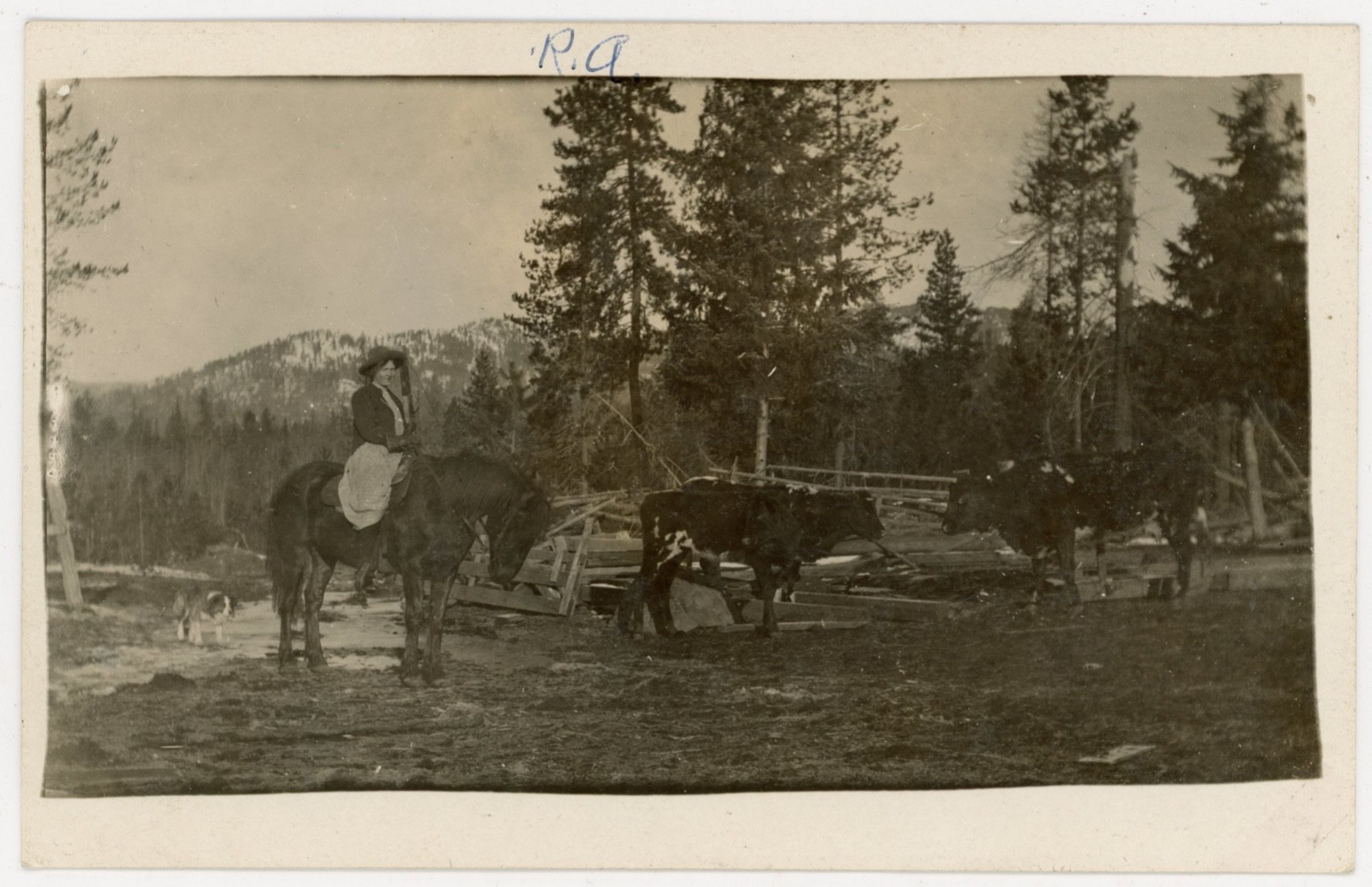 Cowgirl on Horse with Cattle & Dog Mountain Ranch Western RPPC c1910