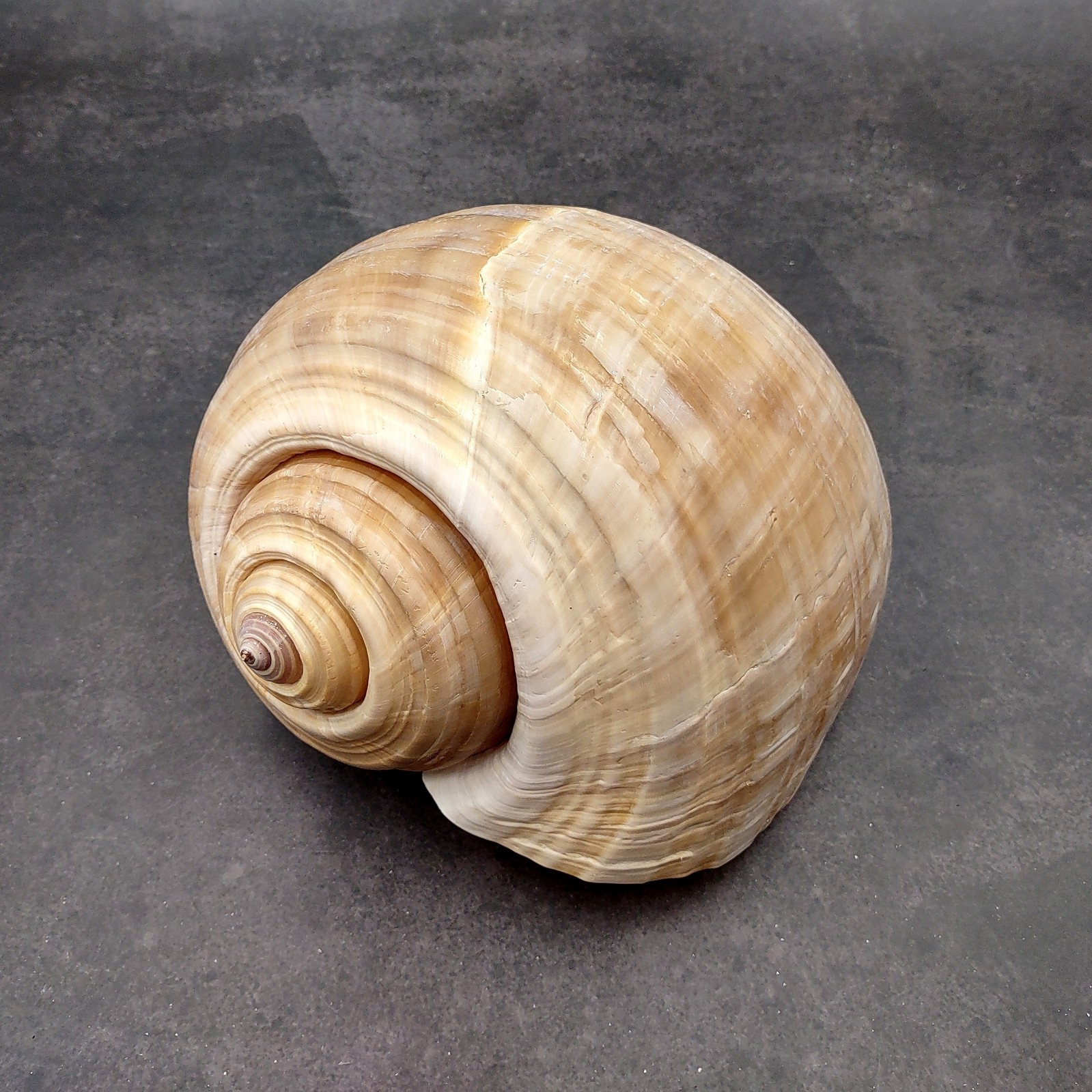 XL Tun Seashell Tan Tonna Olerium (1 shell approx. 8+ inches) 
