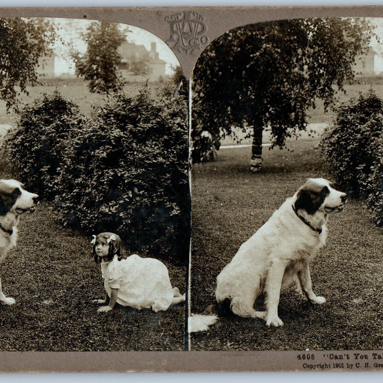 1901 Cute Dog & Girl Child Play Real Photo Stereoview Pyrenean Mastiff Pup V42