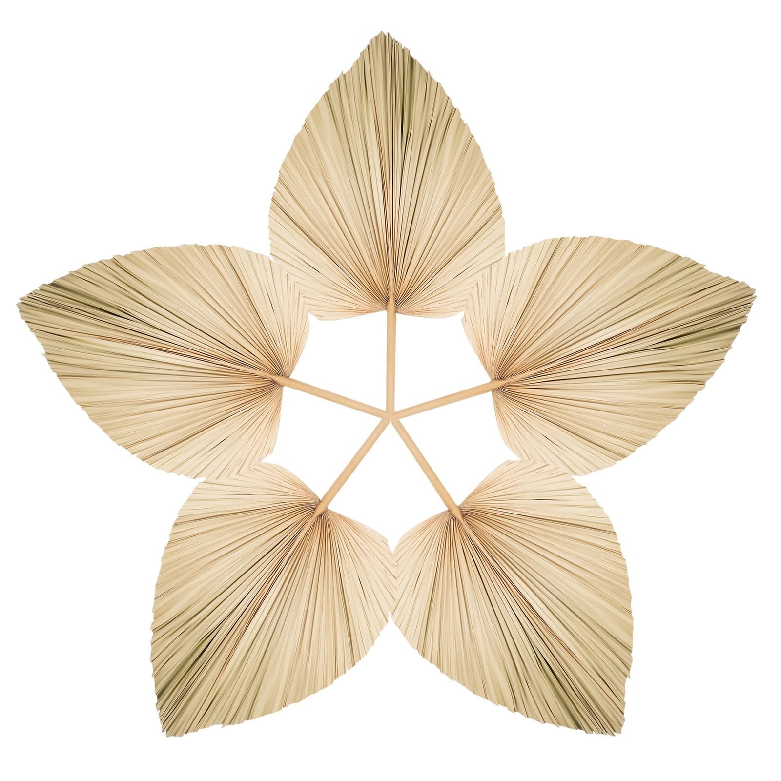 Chenkaiyang 5 Large Dried Palm Leaf Fans with Stem Wedding Vase Decor