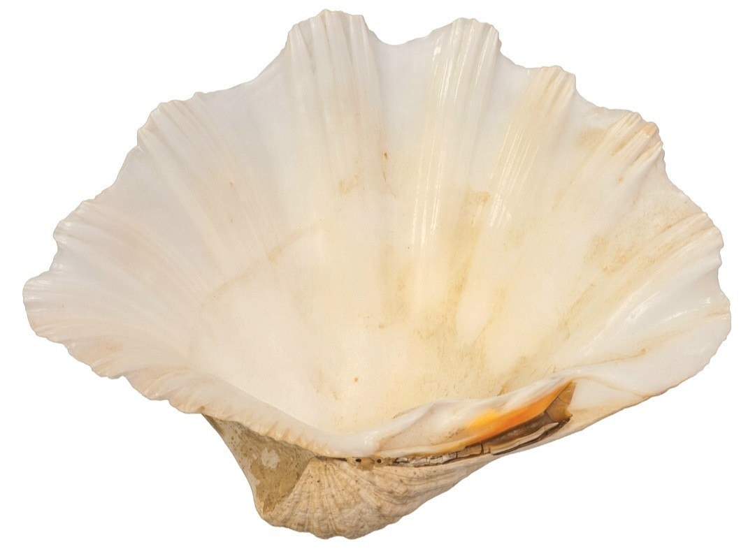 Huge Natural Giant Clam SHELL 10\