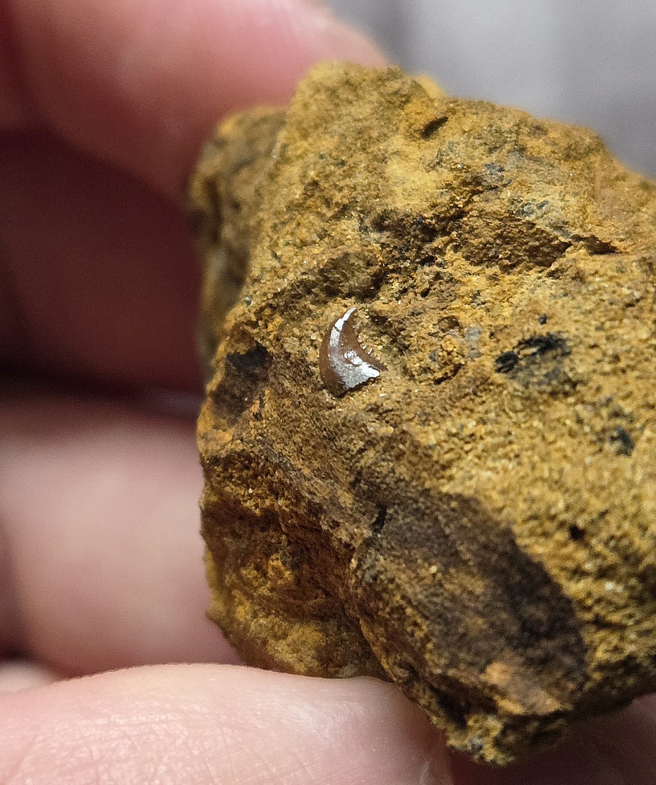 Rare Museum Quality Troodontid Raptor Theropod Dinosaur Tooth Fossil In Matrix 