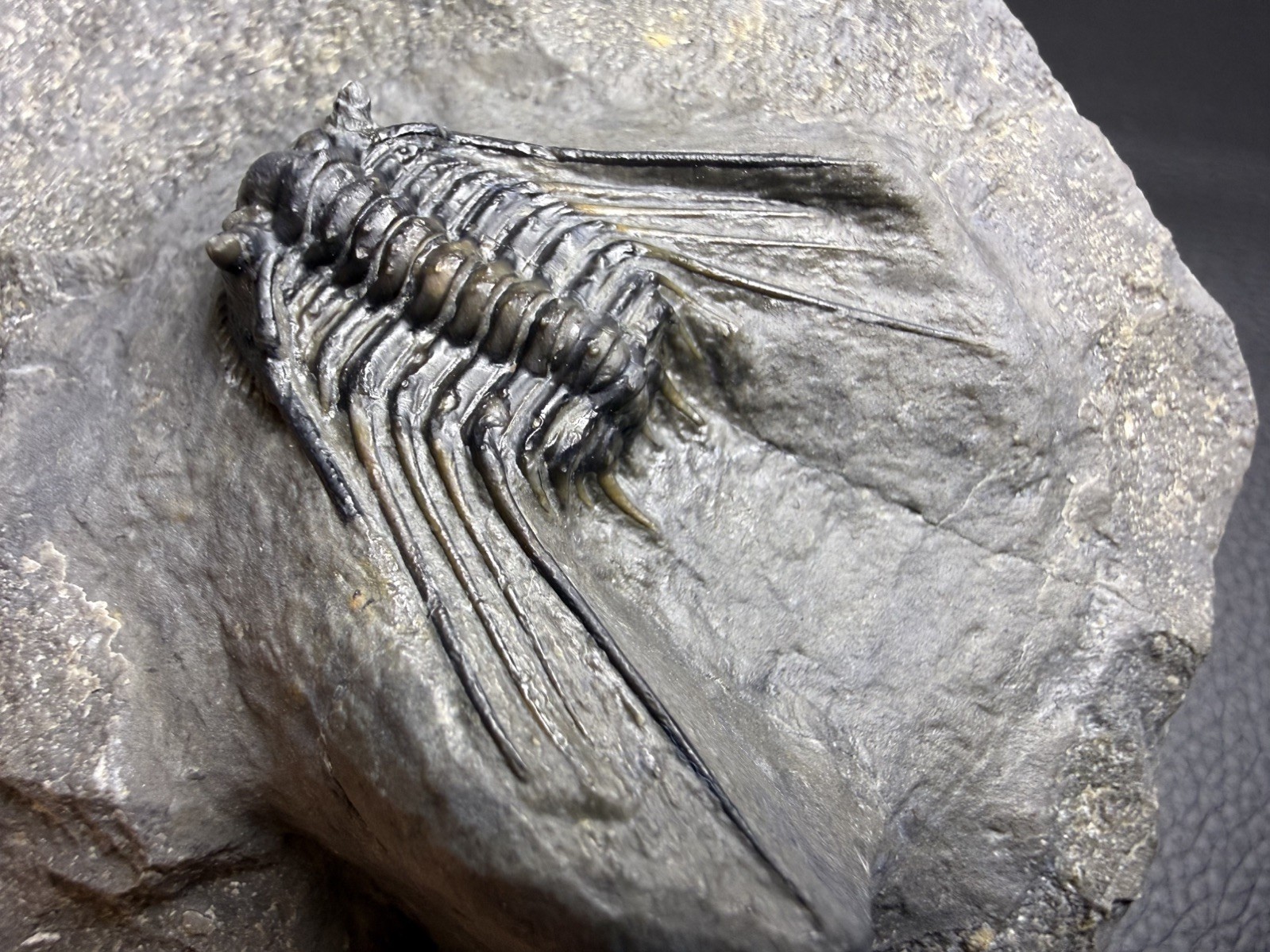 Leonaspis Trilobite – Rare and Highly Sought After Premium Quality