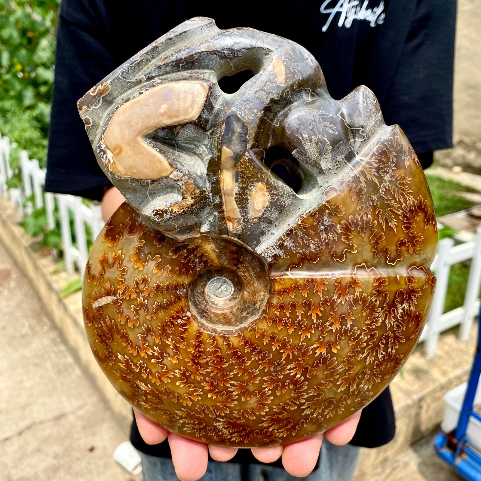 3.1LB Rare natural polished Natural conch fossil specimens of Madagascar