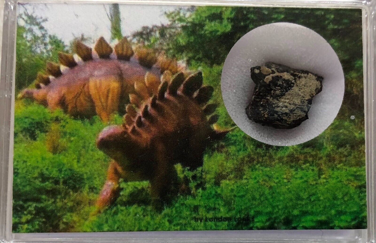 Genuine Fossil Stegosaurus piece Bone Cabin Quarry Wyoming WY COA 6315