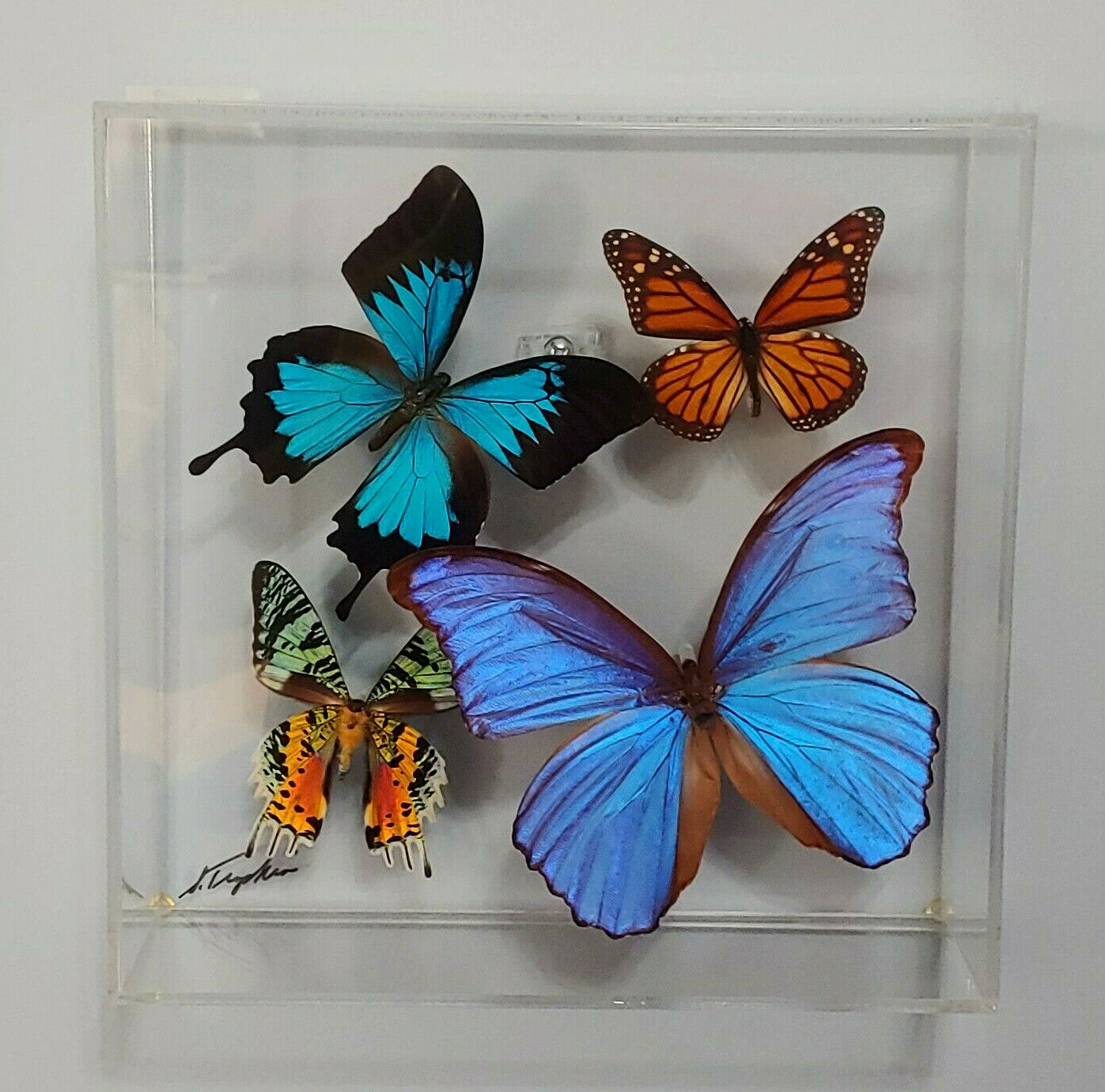 Ulysses, Monarch, Blue Morpho Butterfly & Sunset Moth in Display Signed   