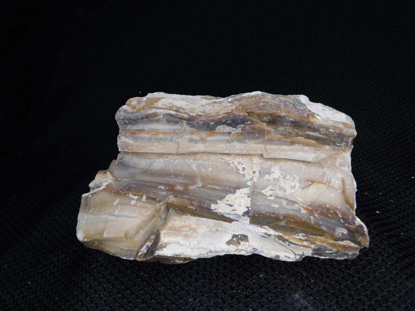 Limb Cast High Quality WA Agate Opal Pet Wood 2lbs. 2oz Vintage Limb Cast High Quality WA Agate Opal Pet Wood 2lbs. 2oz Vintage