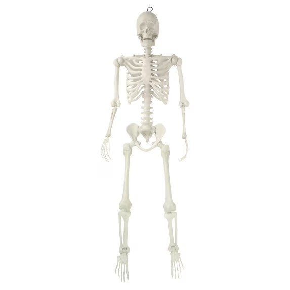 Way To Celebrate 5FT Faux Skeleton Life Size White Halloween Prop Way To Celebrate 5FT Faux Skeleton Life Size White Halloween Prop